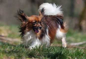 épagneul phalène nain en mouvement - dynamique