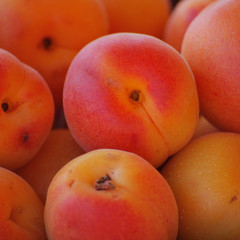 abricots 2