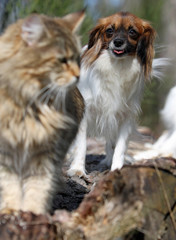 chien et chat - épagneul phalène tentant une approche