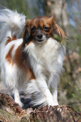 Epagneul nain continental phalène au soleil de face