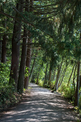 Trail Through the Evergreens