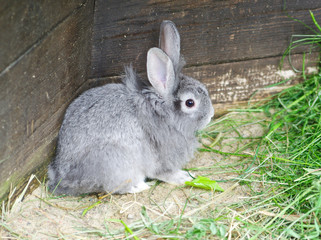 Small rabbit