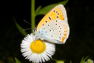 Lycaena (Chrysophanus) dispar rutilus (female)