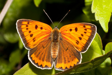Lycaena (Chrysophanus) dispar rutilus (female)