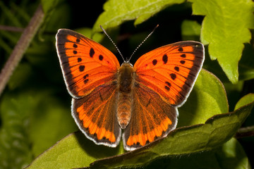 Lycaena (Chrysophanus) dispar rutilus (female)