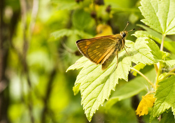 small yellow butterfly  on  leaf in a nature
