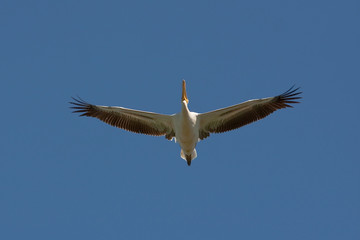 pelican (Pelecanus onocrotalus) flying against the blue sky
