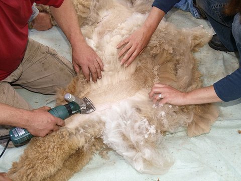 Tonte de la cuisse d'un b&eacute;b&eacute; alpaga
