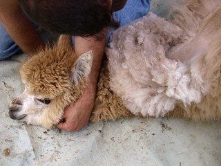 B&eacute;b&eacute; alpaga en cours de tonte