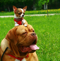 Mastiff and the chihuahua.