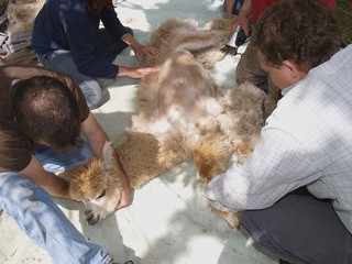 Tonte d'un b&eacute;b&eacute; alpaga