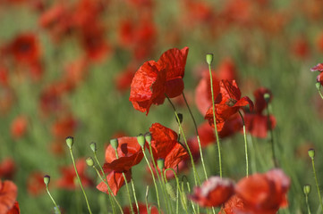 Fototapeta premium red poppies