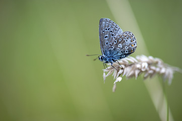 Naklejka premium Common Blue Butterfly (Polyommatus icarus)