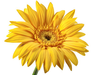 One yellow flower