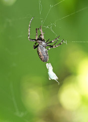 Spinne spinnt ihre Beute ein