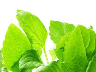 Green leafs isolated on white