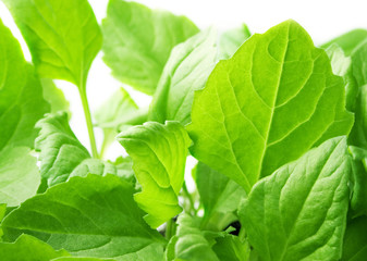 Green leafs isolated on white
