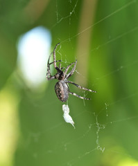 Spinne spinnt ihre Beute ein