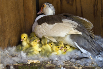 Muscovy (Cairina moschata)