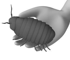 pill bug