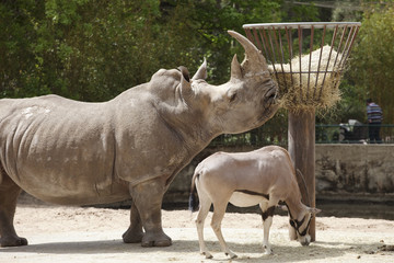 Obraz premium rhinocéros et antilope