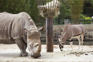 rhinocéros et antilope