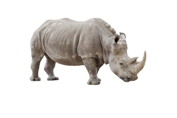 Zelfklevend Fotobehang rhinocéros © RomainQuéré