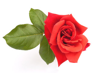 red rose & green leaves