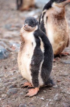 Gentoo Penguin Chicks