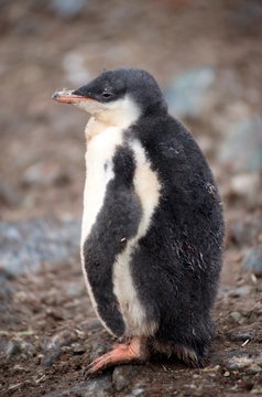 Gentoo Penguin Chicks .