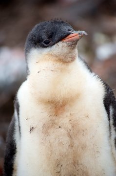Gentoo Penguin Chicks