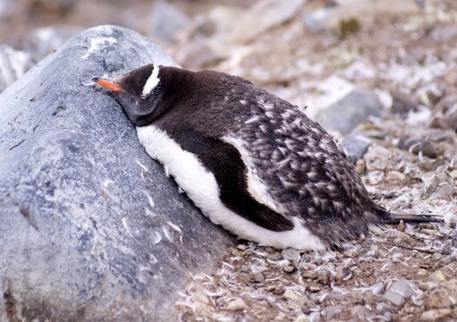 Gentoo Penguins
