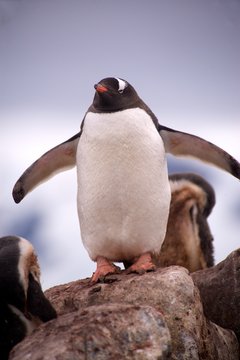 Gentoo Penguins