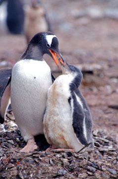 Gentoo Penguin Chicks