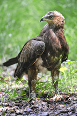 Schreiadler beringt