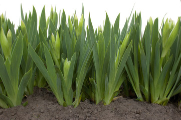 Young bud  flower of the iris