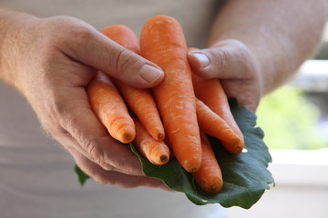 Karotten - Möhren - Carrots