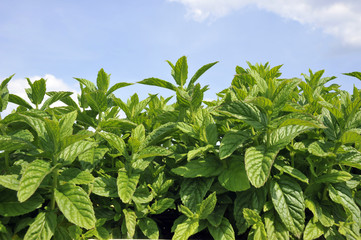 culture plants de menthe