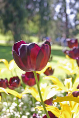 A black tulip with yellow flowers background.