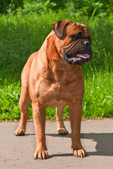 Bullmastiff outdoors