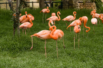The group of flamingos at the zoo