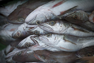 pesce azzurro