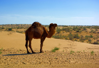 Camel
