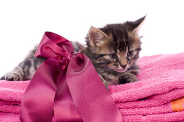 chaton tigré sur serviette de toilette rose