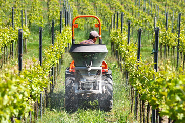 Framer is just spreading the dung with tractor in the vineyard