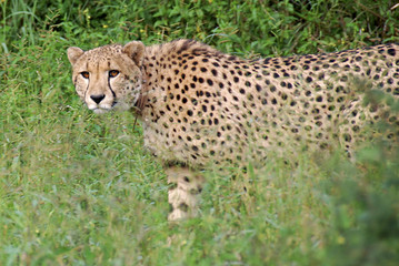 parco nazionale Chobe