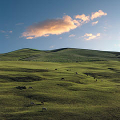 Fototapeta na wymiar Herd Of Cows And Idyllic Landscape