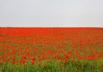 Field of Red Poppies