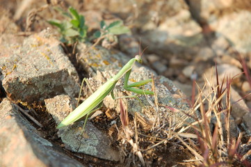 mantis