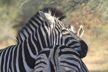 Zebras Kruger Nationalpark